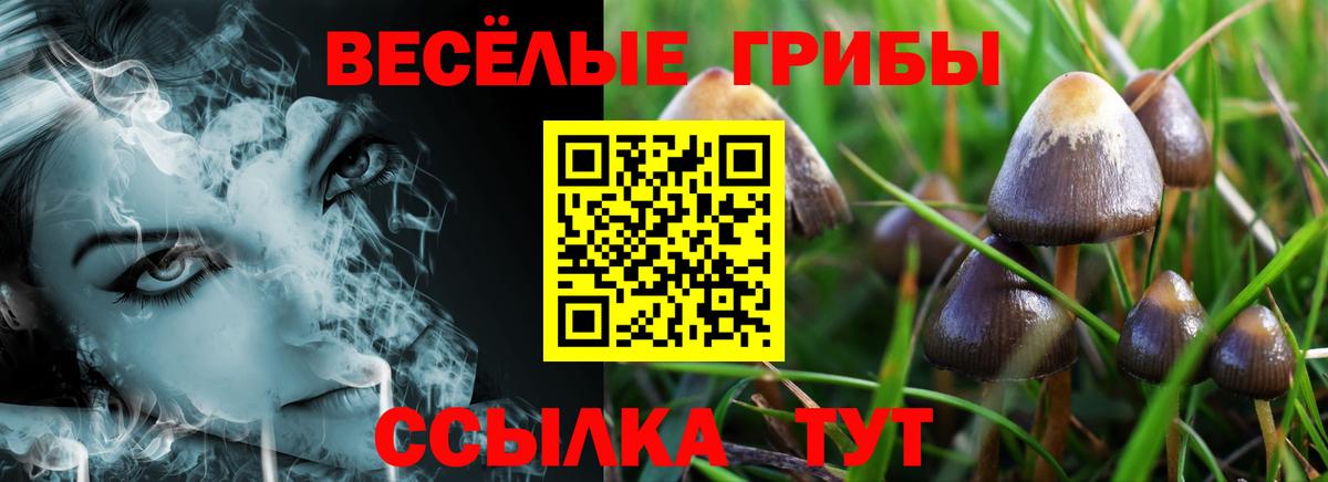 Галлюциногенные грибы Psilocybe  Губкин 